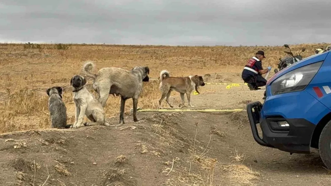 edirne-de-kopek-kavgasi-cinayetle-sonuclandi