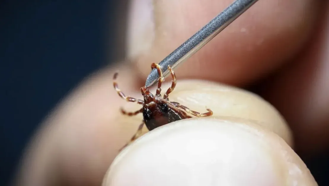 istanbul-daki-keneler-zararsiz-turlerdir