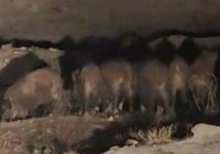 baskale-esenyamac-mahallesi-ne-yaban-domuzu-surusu-indi