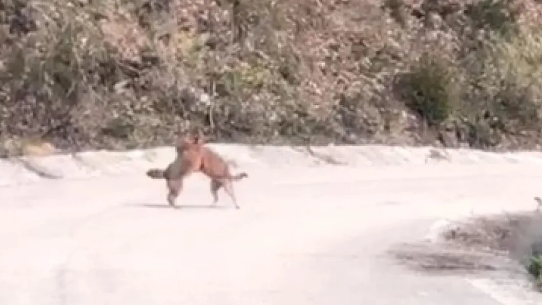 tilkilerin-kavgasi-cep-kamerasinda