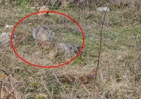 turkiye-de-porsuk-goruldu-korku-nedir