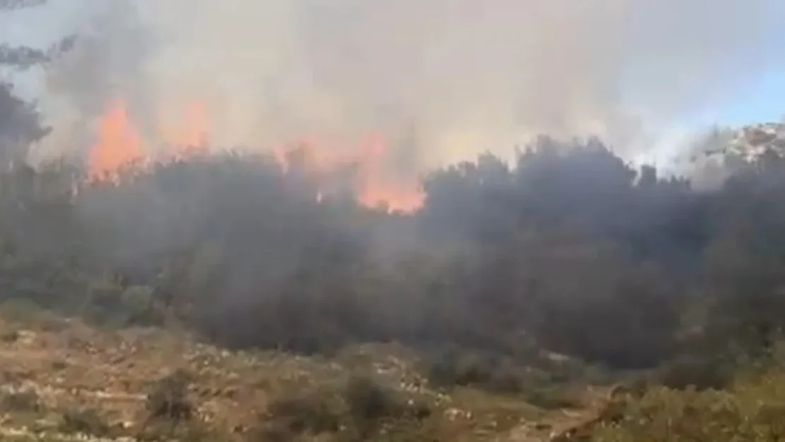 mugla-da-calilik-alanda-yangin-cikti