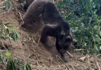 ormanda-tuzaga-yakalanan-ayi-kurtarildi