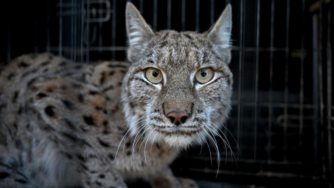 puma-saldirisinda-kadin-hayatini-kaybetti