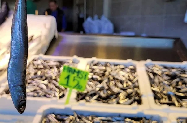 Karadeniz’de hamsi bolluğu Karadeniz'de hamsi bolluğu