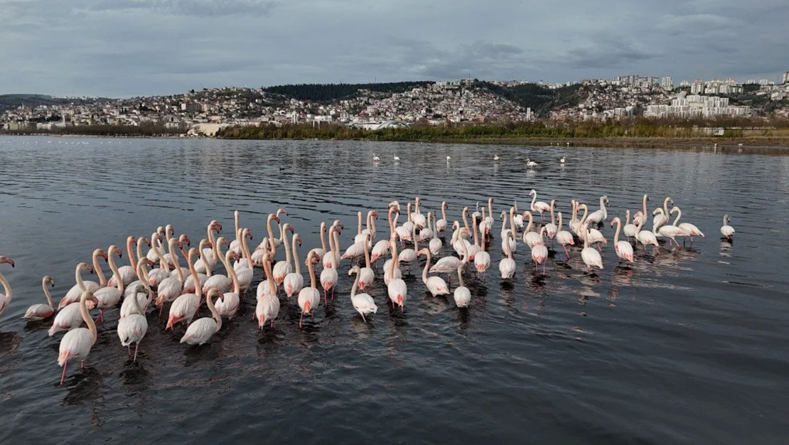 izmit-korfezi-nde-flamingo-populasyonu-artisi-gozlemlendi