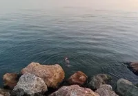 eregli-sahilinde-su-samuru-goruntulendi