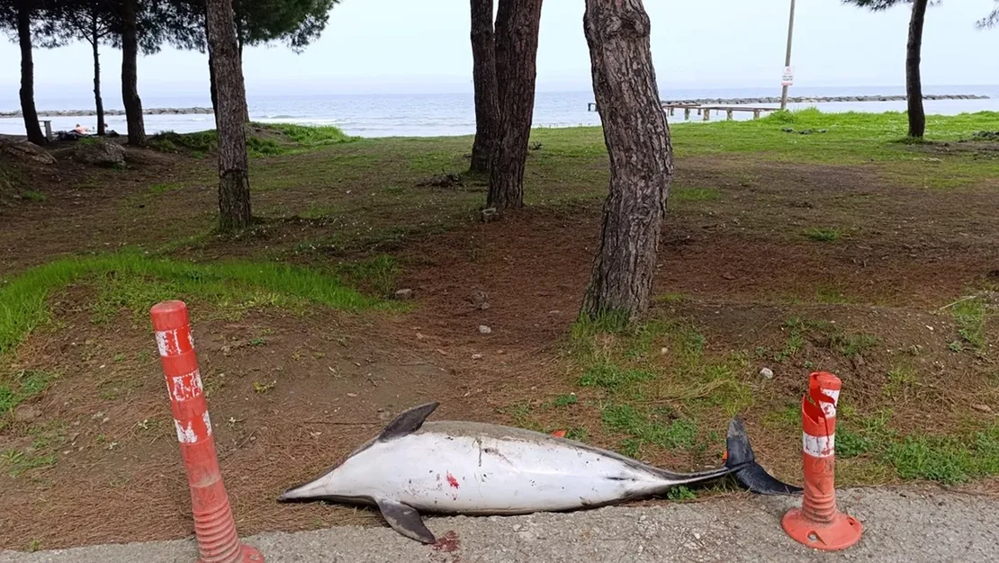 samsun-sahiline-vuran-olu-yunus-bulundu