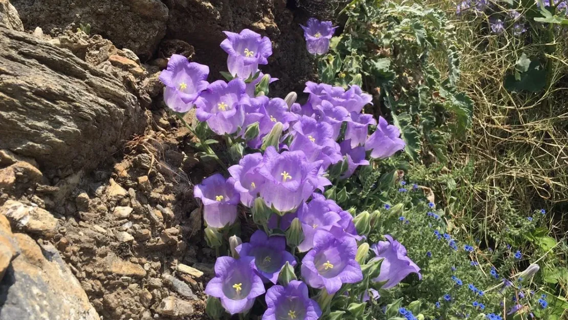 aydin-da-cicek-koparmak-yasak