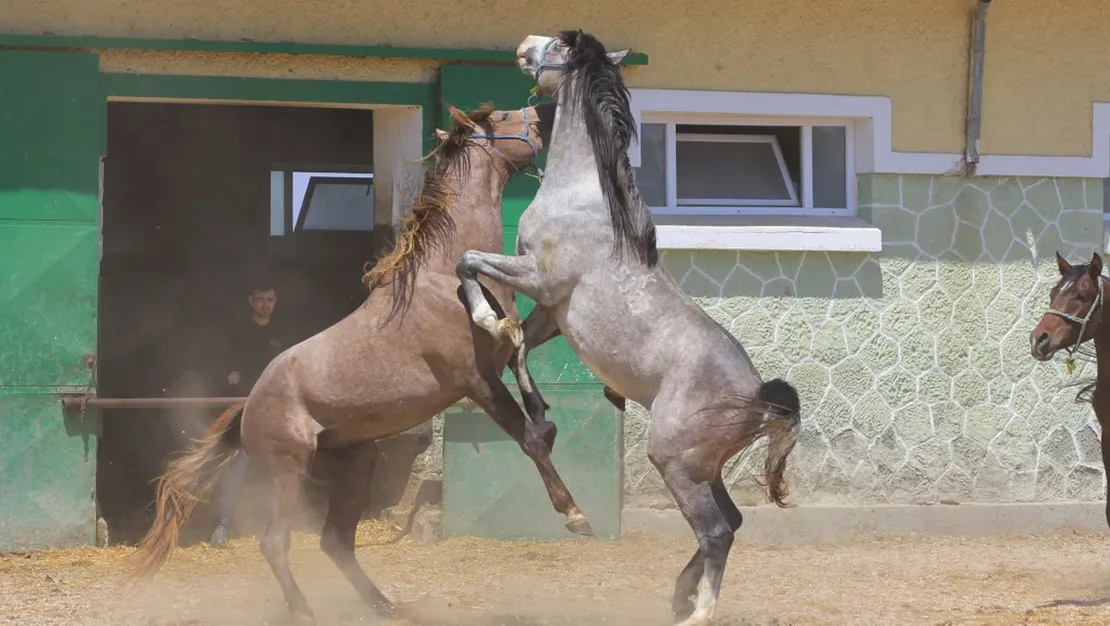 sifir-araba-parasina-at-spermi-litresi-2-5-milyon-lira