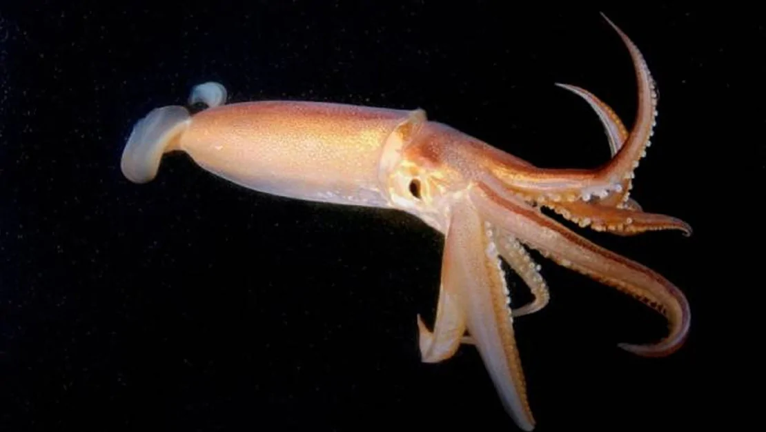 murekkep-baliklari-zeka-testini-gecti