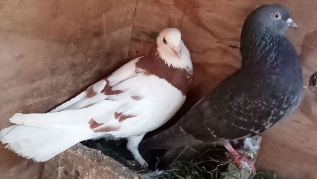 sosyal-medyadaki-kayit-disi-muzelere-vergi-takibi-500-milyon-lira-vergisiz-satis-tespit-edildi