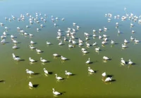 eber-golu-kurakliktan-etkileniyor