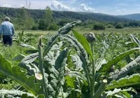 bursa-da-enginar-hirsizligi-gerceklesti