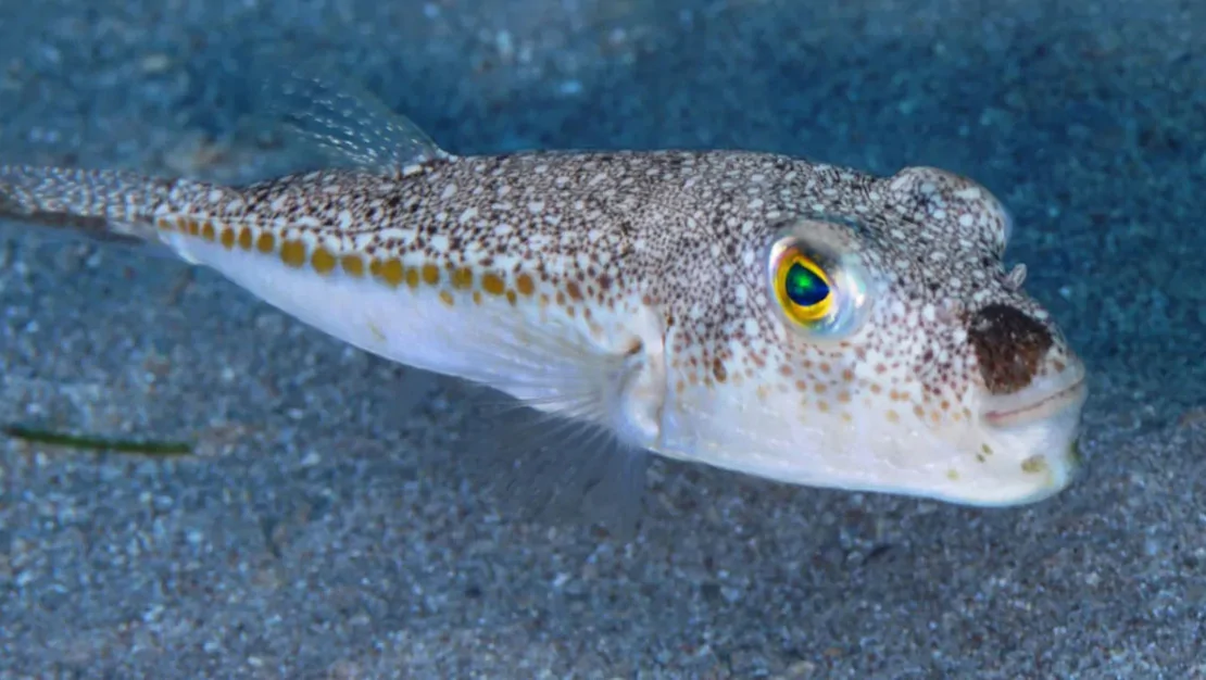 balon-baligina-destek-artisi