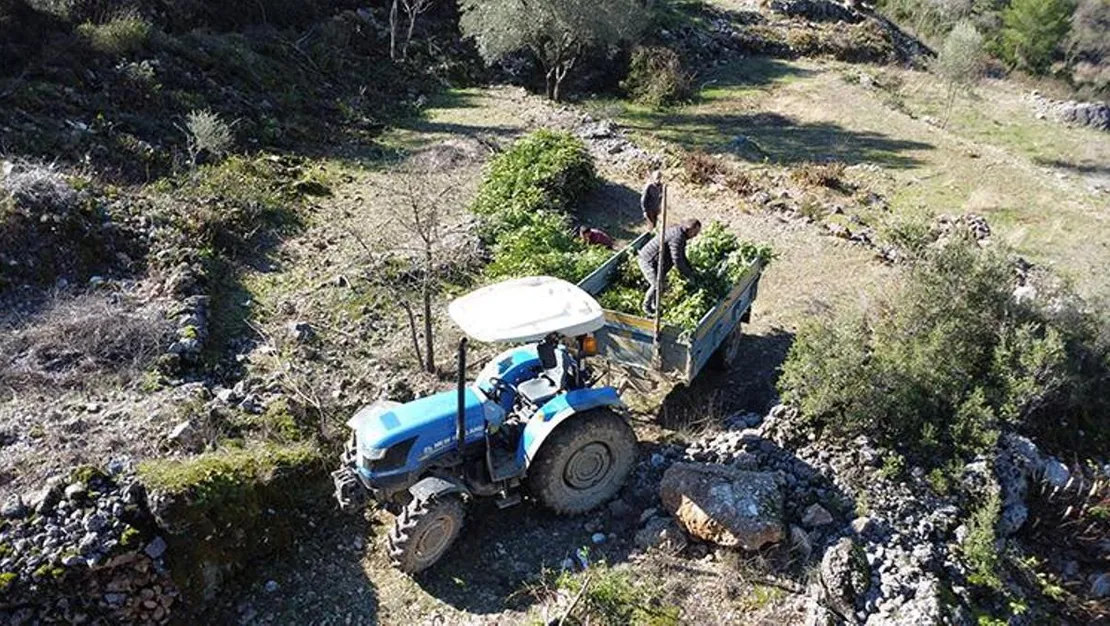 akseki-de-defne-yapragi-ihracati-artiyor