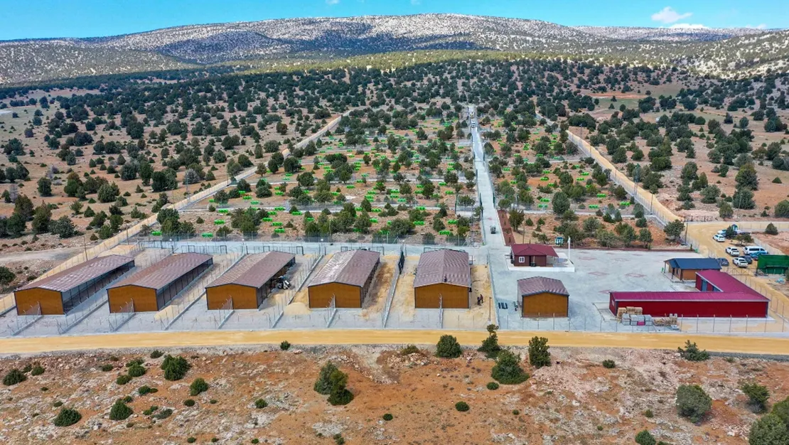 sahipsiz-sokak-kopeklerine-cozum-bulundu