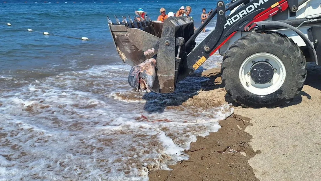 mugla-da-yunus-sahile-vurdu