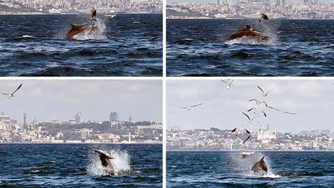 marmara-denizi-nde-yavru-yunusu-olduren-yunus-goruntulendi