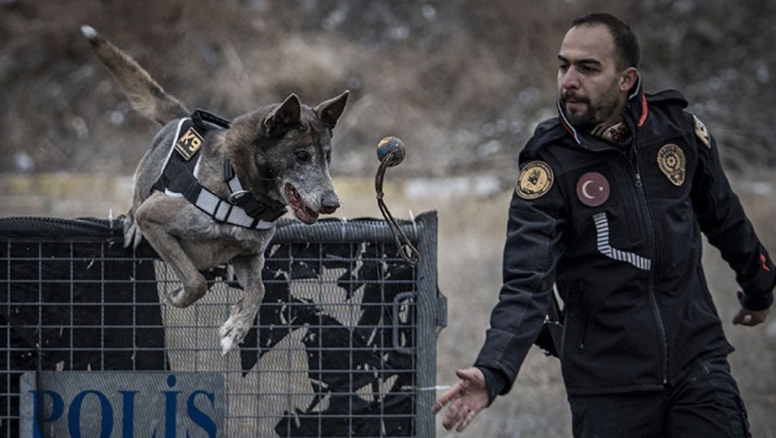 kadavra-kopegi-melo-nun-basari-hikayesi