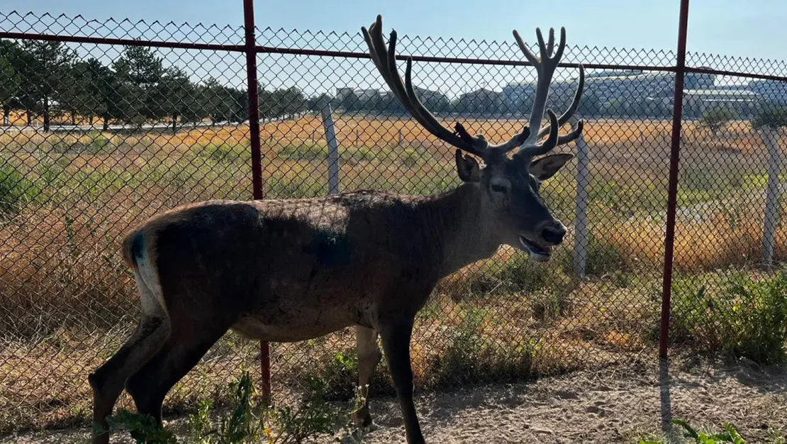 afyonkarahisar-da-geyik-yola-dustu