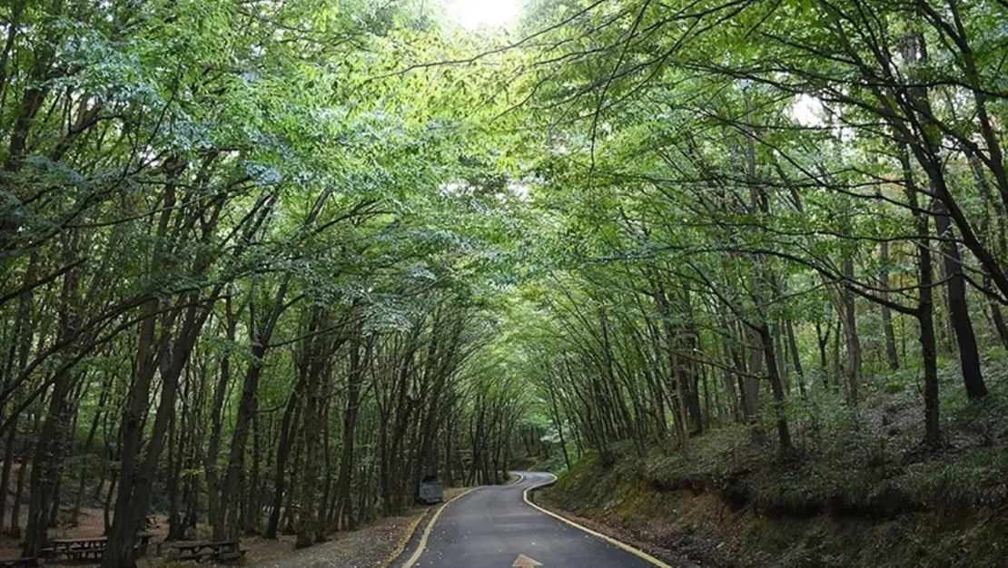 izmir-de-ormanlara-giris-yasaklandi