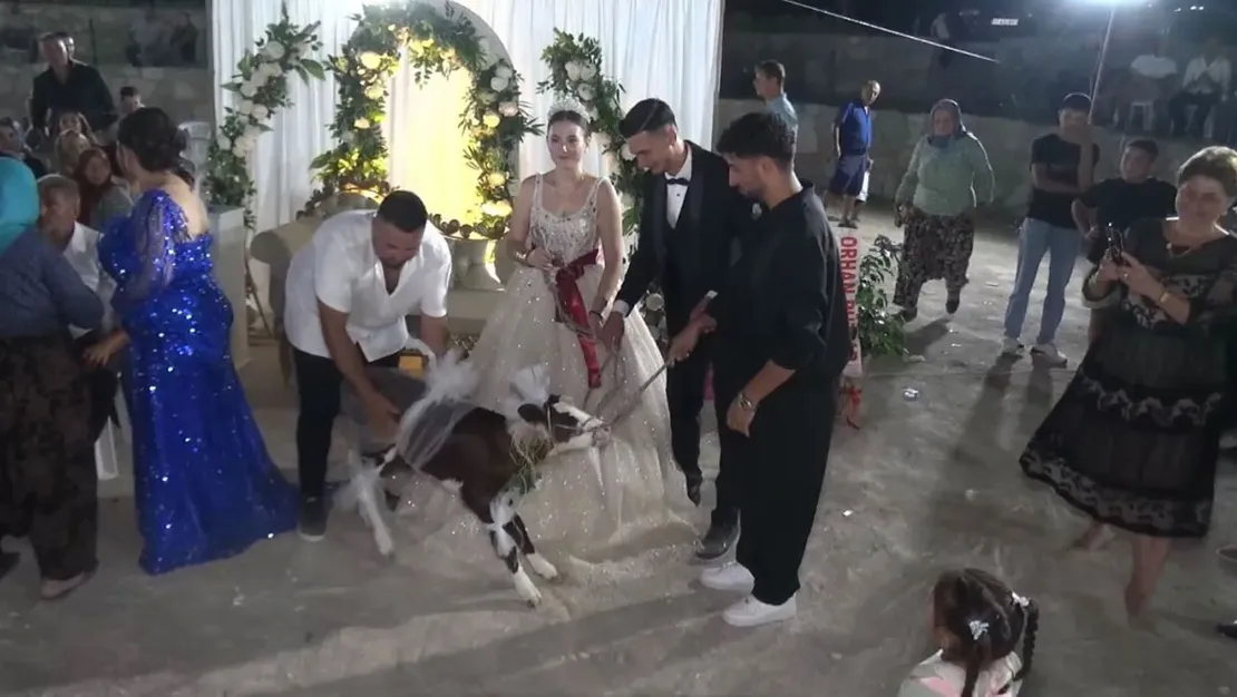 canakkale-de-dugun-hediyesi-buzagiydi