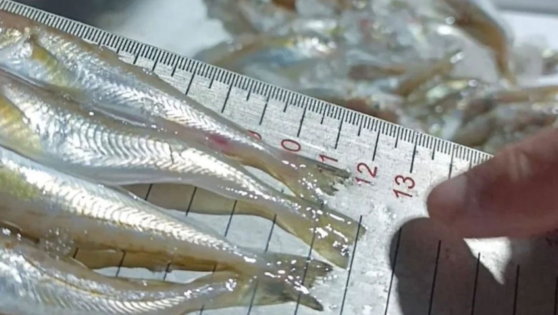 samsun-da-kacak-avciliga-karsi-2-6-ton-mezgit-ele-gecirildi