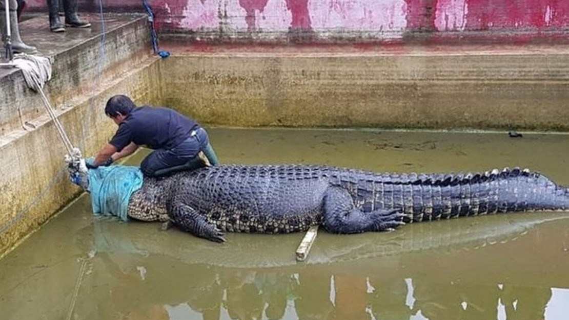 mozambik-te-timsah-saldirilari-can-aldi-ve-yaraladi