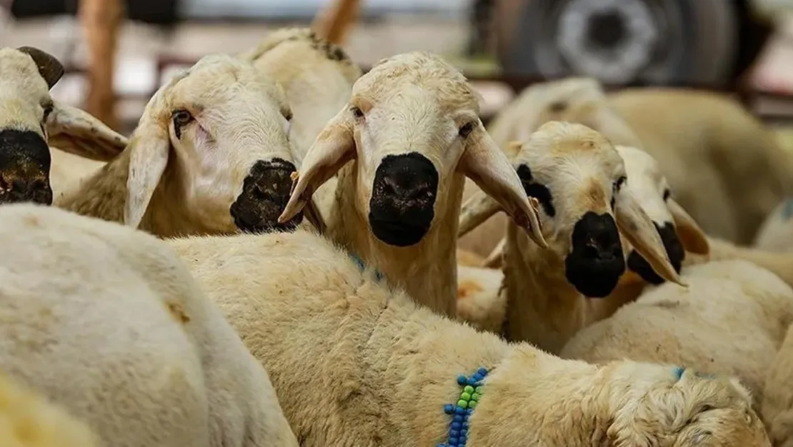 kurban-hizmetleri-uygulama-tebligi-resmi-gazete-de