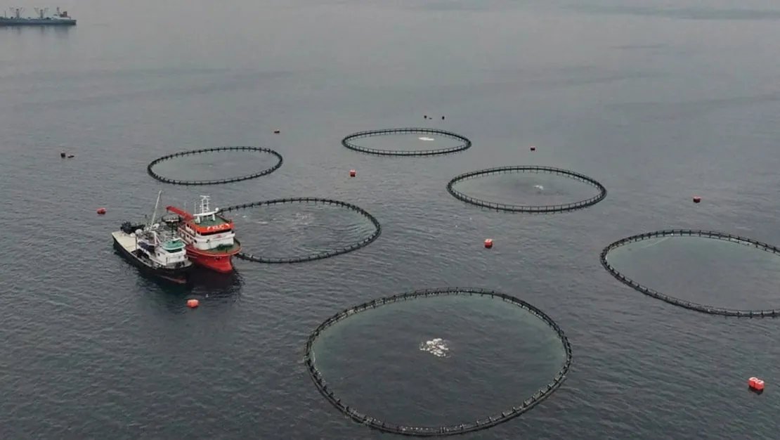 belcikalilar-hamsi-istiyor-ihracat-artti