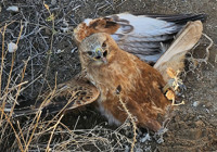 yarali-kizil-sahin-tedavi-amacli-merkeze-goturuldu