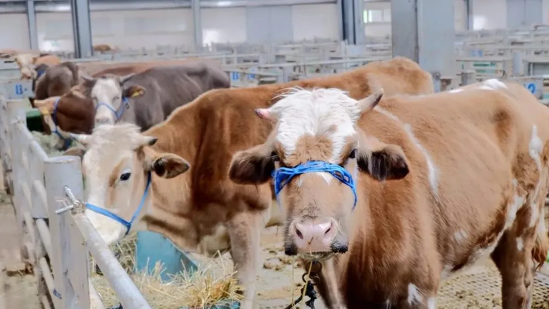 sap-hastaligi-nedeniyle-pazarlar-kapatildi