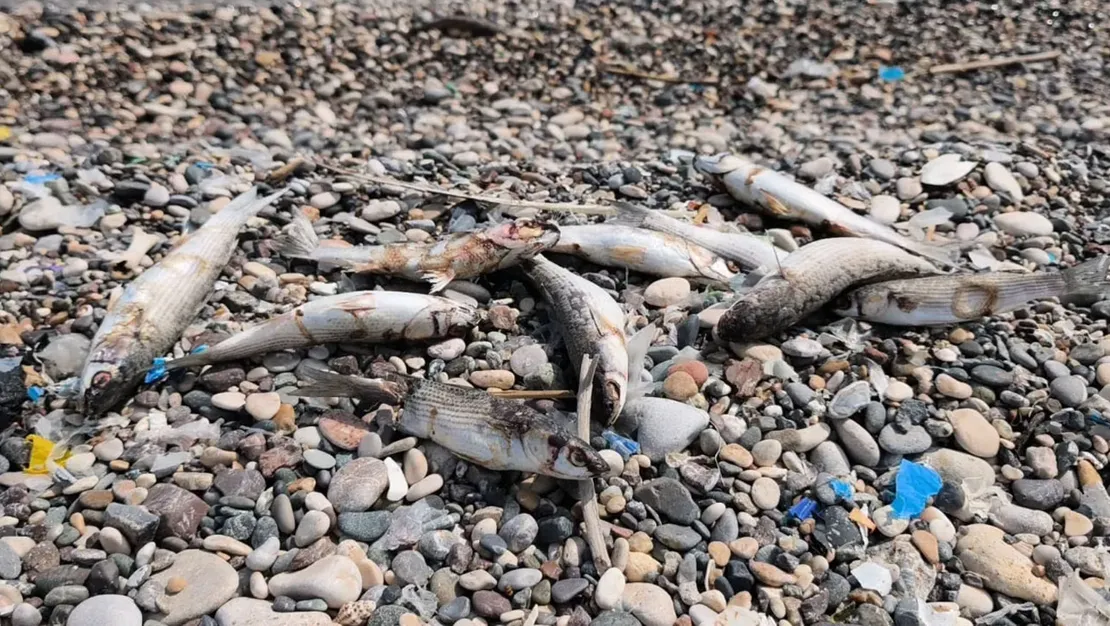 mersin-de-balik-olumleri-oldu