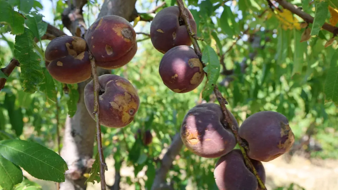 zirai-don-seftali-hasadini-etkiledi