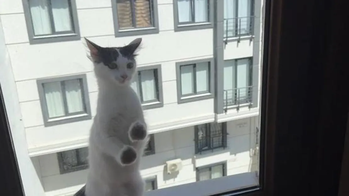 pencerede-mahsur-kalan-kedi-icin-seferberlik