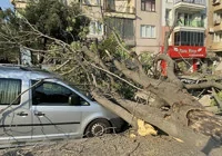 aydin-da-sus-agaci-yola-devrildi