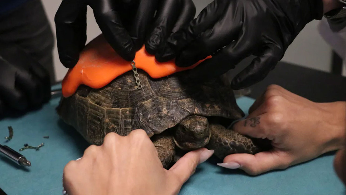 ankara-da-kabugu-kirilan-kaplumbagaya-protez-yapildi