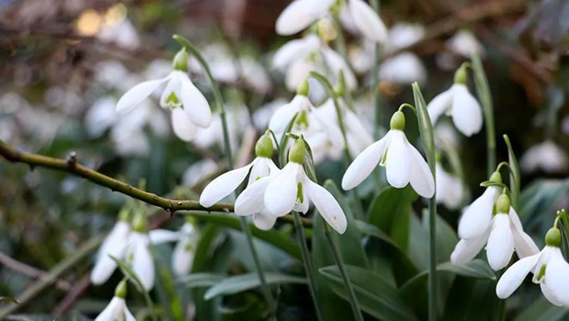erken-acan-kardelenler-dogayi-guzellestirdi