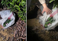 antalya-da-jandarma-avokado-hirsizlarini-yakaladi