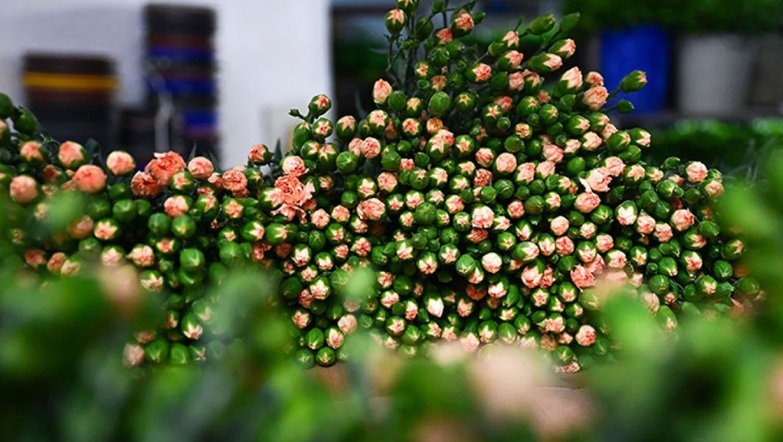 turkiye-nin-2025-cicek-ihracati-160-milyon-dolar-oldu