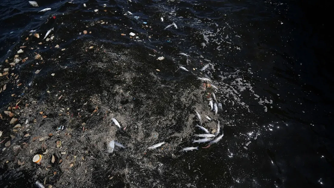 izmir-korfezi-nde-balik-olumleri-devam-ediyor