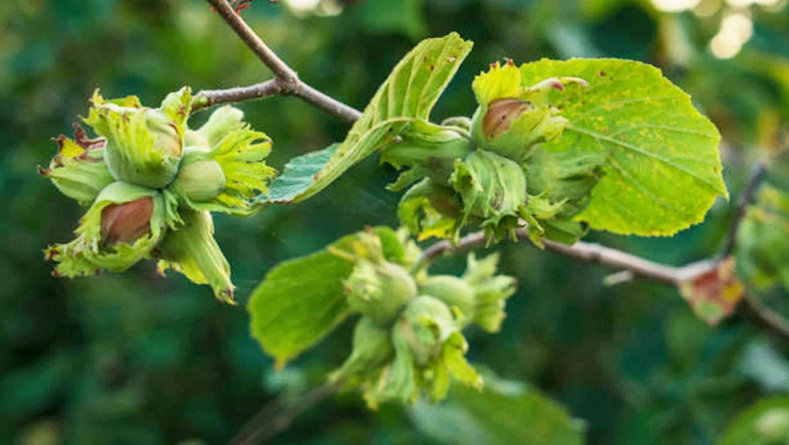 2025-findik-alim-fiyatlari-belirlendi
