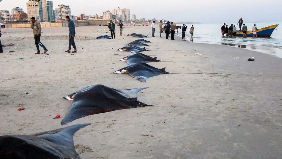 akdeniz-diken-ustunde-deniz-seytanlari-kiyiya-vurdu