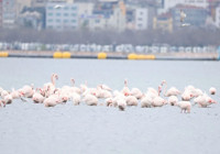 izmit-korfezi-nde-flamingo-senligi-coskusu