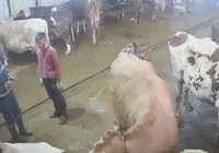 buyukbas-hayvanlar-elektrik-akimina-kapildi