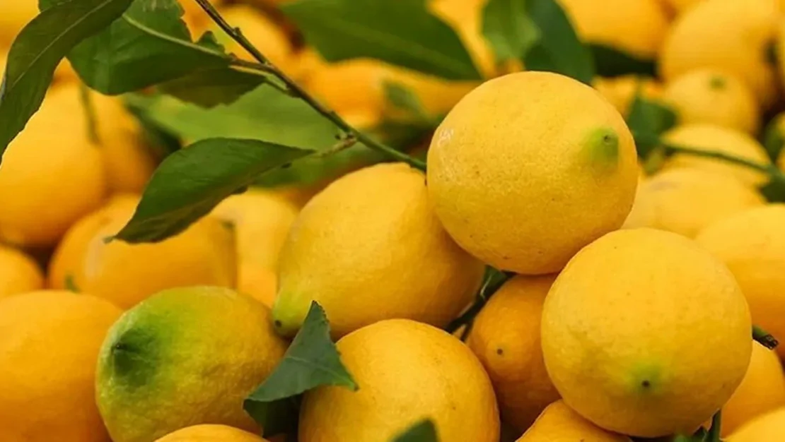 limon-fiyatlari-dustu-rekolte-azaldi