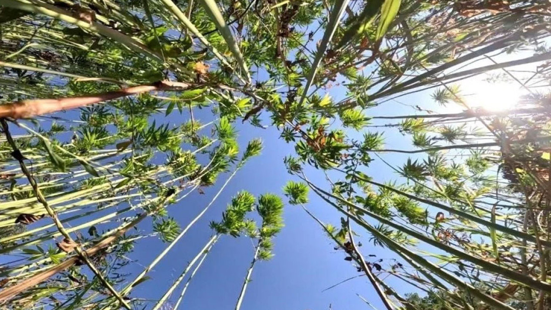 kenevir-uretim-izinleri-icin-son-basvuru-tarihi-aciklandi