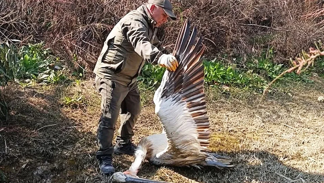 nesli-tehlikede-olan-pelikan-vuruldu