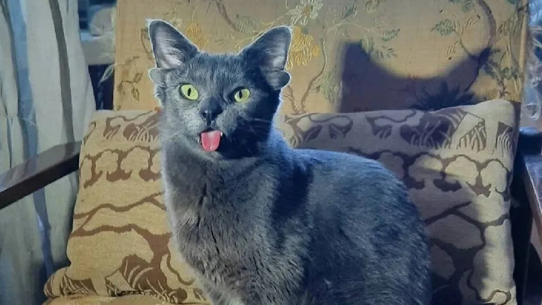 dort-kulakli-midas-sosyal-medyada-ilgi-odagi